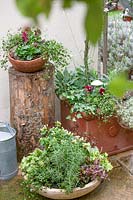 Plant container with fall plants