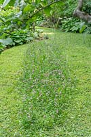 Strip of a clover meadow for bees