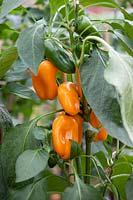 Capsicum annuum Pick-A-Pep ® Snack Pepper Orange