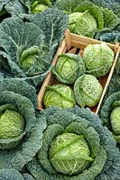 Brassica Cabbage Rolls