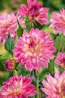 Dahlia Dekorativ Noa's Ippenburg