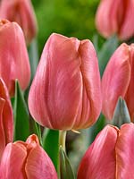 Tulipa Triumph Pink Jimmy