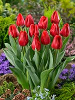 Tulipa Triumph Red Jimmy