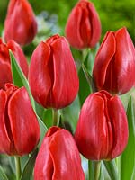 Tulipa Triumph Red Jimmy