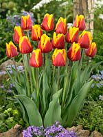 Tulipa Triumph Renee Drake ®