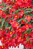 Begonia Shine Bright  ™ Red