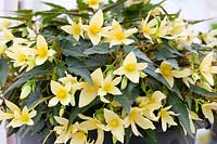 Begonia Bossa Nova ® Yellow