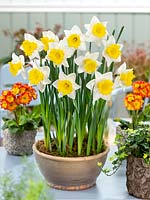 Narcissus Large Cupped Cornish King in pot
