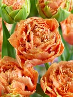 Tulipa Crispa Sensual Touch