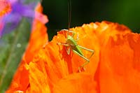 Grasshopper on Papaver blossom