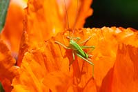 Grasshopper on Papaver blossom