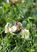 Bee on Trifolium blossom