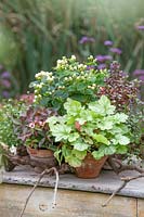 Fall plants in clay pots