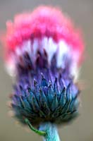 Cirsium rivulare Atropurpureum Ornamental thistle Atropurpureum is a tall statuesque plant perfect for  herbaceous border