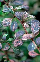 Berberis ottawensis 'Superba'