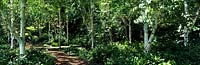 Betula sp Birch tree stand and path at Bloedel Reserve, Washington State, USA