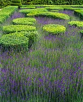 Box hedge Lavender bed at Villandry France