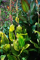 Canna Striata (Indian Shot Plant) growing in a colourful summer border with Verbena bonariensis & Dahlia sp