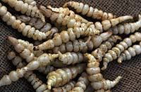 Newly picked Chinese artichokes Stachys affinis tubers lying on hessian sack