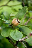 Cydonia oblonga Quince Fruit on tree with leaf The Quince Cydonia oblonga is the only member of the genus Cydonia