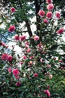 Flowering Camellias at Pencarrow, Cornwall