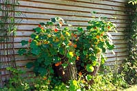 Tropaeolum majus (nasturium) growing in baskets against shed wall