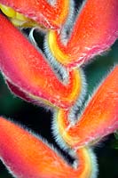 Heliconia mutisiana Crab Claws bright orange plant