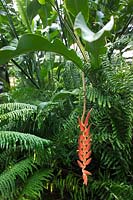 Heliconia mutisiana (Crab Claws) dangling orange flower. Very rare & difficult plant to grow.