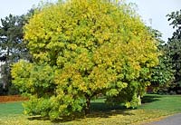 Fraxinus excelsior var. elegantissima = Fraxinus angustifolia 'Elegantissima' at RBG Kew