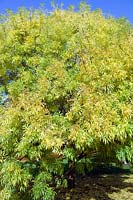 Fraxinus excelsior var. elegantissima = Fraxinus angustifolia 'Elegantissima'