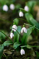 Galanthus ikariae Latifolius Group (Snowdrop) group in winter