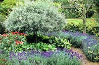 Cottage garden in summer with Lavender, silver Willow, Honeysuckle, Hosta & gravel path curving around beds with wooden pergola