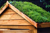 Roof greening on garden shed with sedum succulents