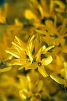 Forsythia x intermedia acid yellow spring flowers close up