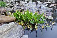 Orontium aquaticum (golden club) at Chanticleer Garden, PA, USA