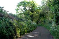 Country Lane with wildflowers in West Wales Cow parsley Campion