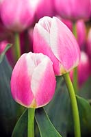 Tulipa 'Valentine' pink flower heads leaning together