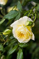 Rosa 'The Pilgrim' Shrub rose