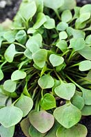 Claytonia perfoliata, syn. Montia perfoliata (winter purslane,`Miner's lettuce',`spring beauty',`Indian lettuce`)