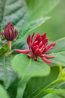 Calycanthus floridus 'Michael Lindsey' (Carolina allspice 'Michael Lindsey'), dark red flower