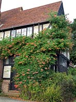 Campsis radicans (trumpet honeysuckle) trained against a building at RHS Wisley, Surrey, England