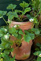 Strawberry plants in a terracotta strawberry pot
