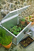 Metal glass plant protector cold frame with range of salad leaf vegetable herb plants