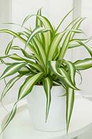 Chlorophytum comosum 'Variegatum' (Spider plant)