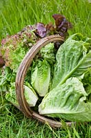 Trug with newly picked lettuce varieties on grass