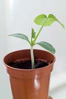 Young Butternut Squash plant