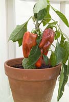 Sweet Pepper plant with fruit in pot