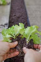 Hands teasing Lettuce Lollo Bionda plant seedlings apart before planting in plastic guttering