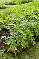 Flowering Potato 'Maris Piper' plants growing in wooden box container, bed with rows of potato plants