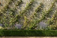 Diagonal cordon of pear (Pyrus cv) trees at West Dean Garden, West Sussex, England